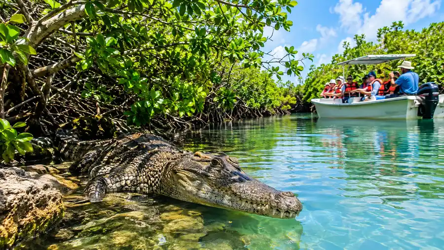 Cancun Jungle Tour Wildlife: Crocodiles and Mangroves